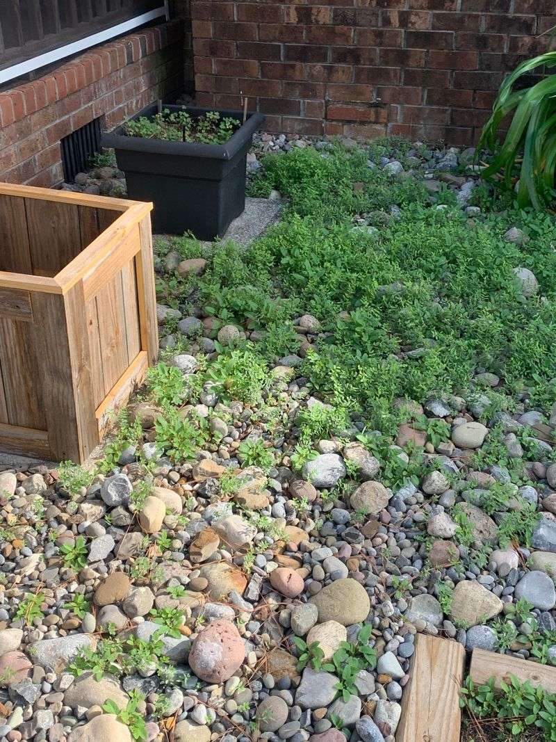 MISTAKE: Skipping the Weed Barrier