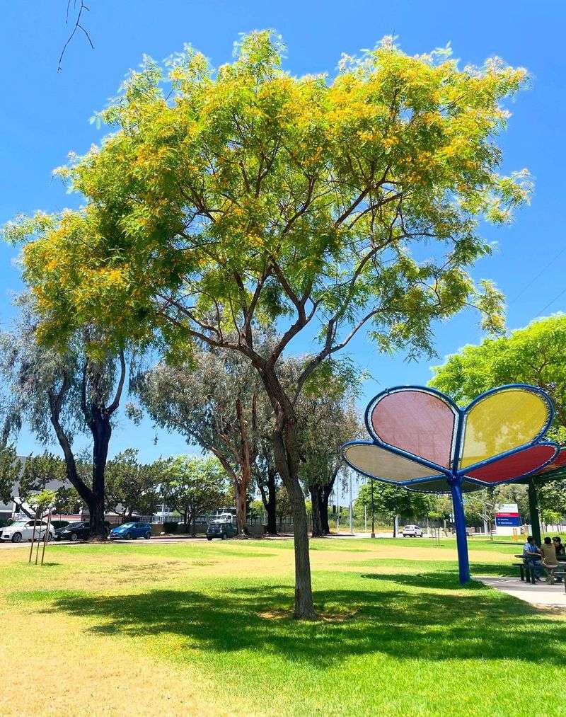 Plant Fast-Growing Trees