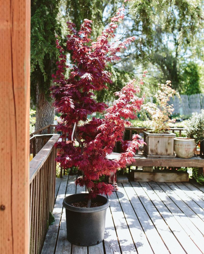 Plant A Flowering Tree