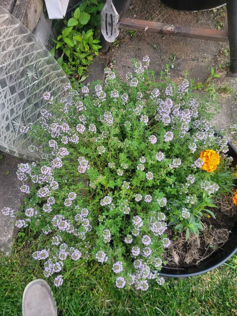 Bee-Friendly Addition
