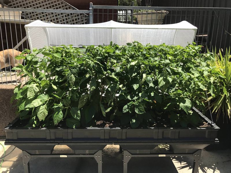 Overcrowded Plant Spacing