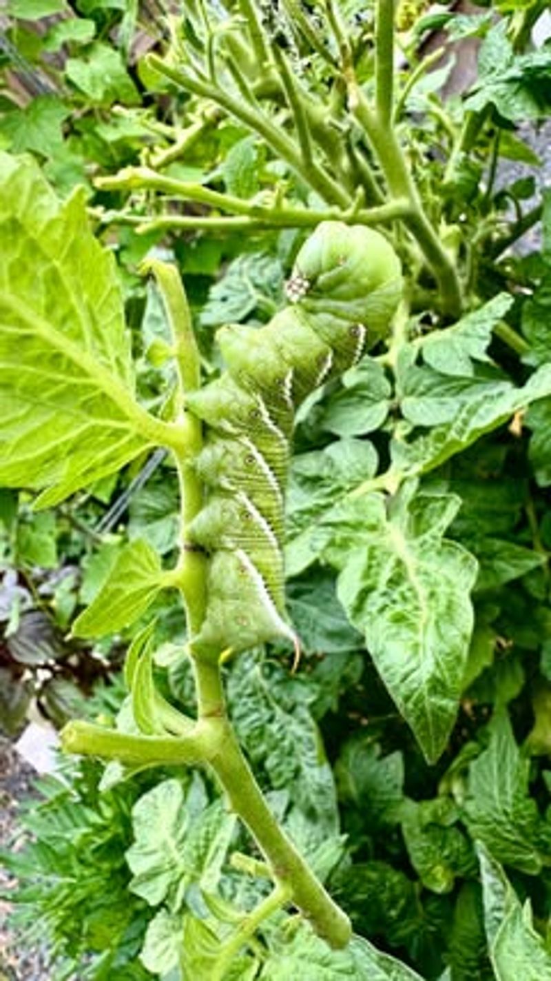 Pest Damage