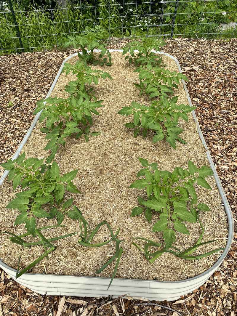 Overcrowded Plants
