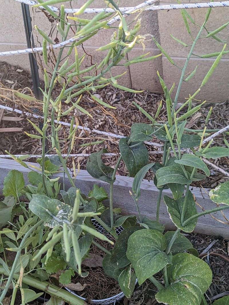 Save Seeds For Future Plantings