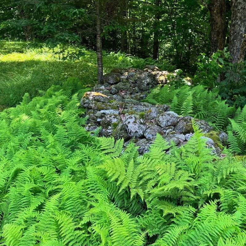 Hay-scented Fern