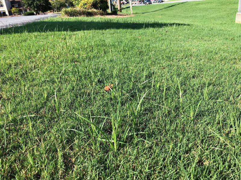 Maintain Proper Lawn Height