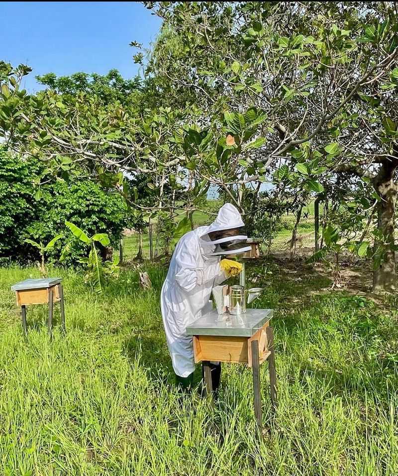 Bee Hives Without Proper Clearances