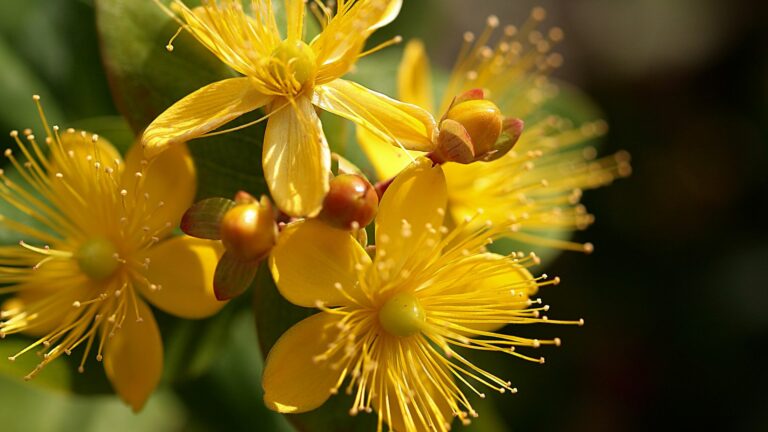 st johns wort