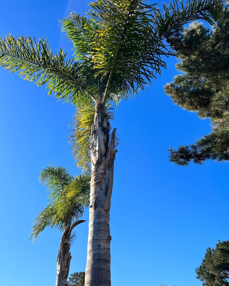 Palm Trees With Hurricane Cuts