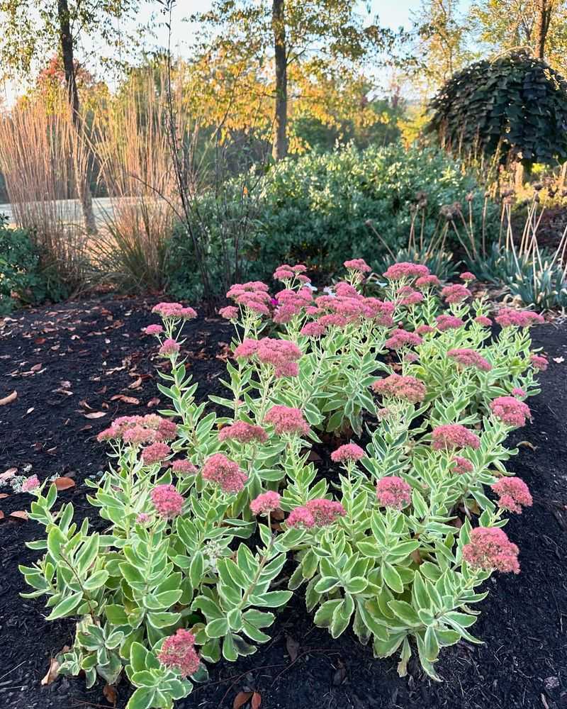 Sedum