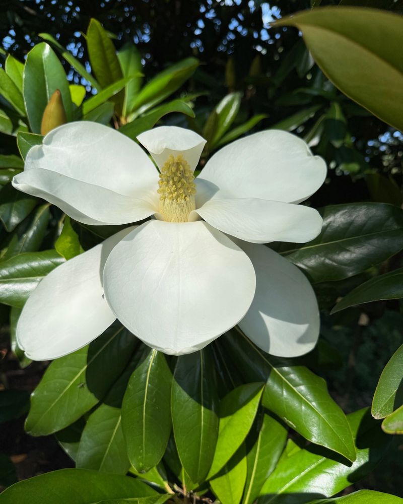 Magnolias: Majestic Moments