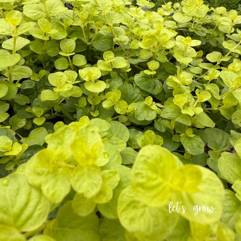 Creeping Jenny