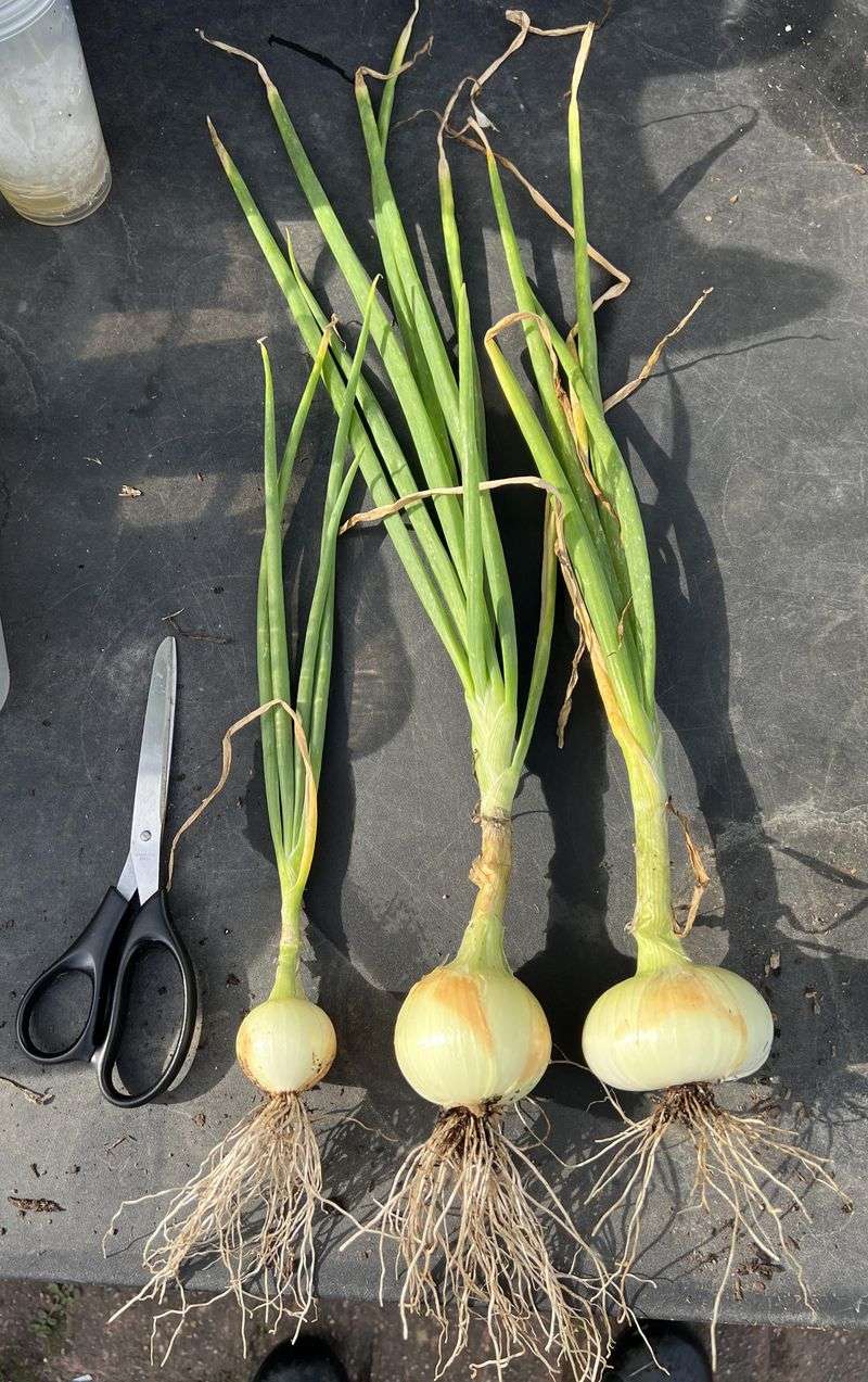 Onions: Tear-Jerking Barrier