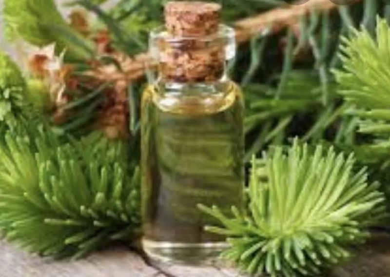 Cedar Oil Offense