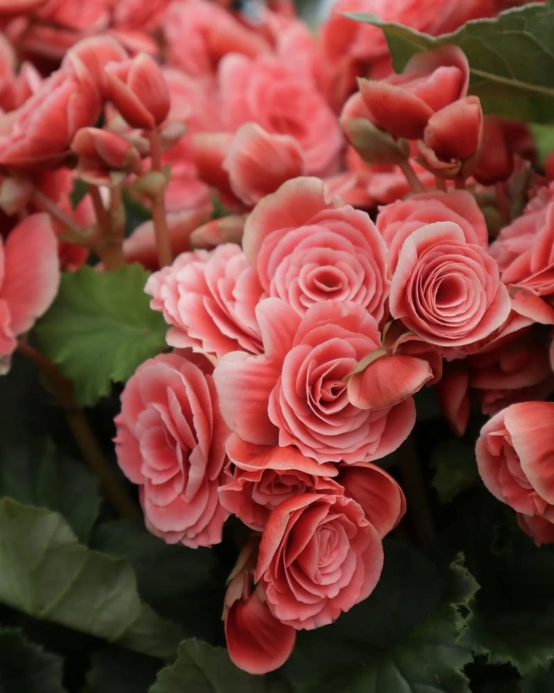 Elatior Begonia