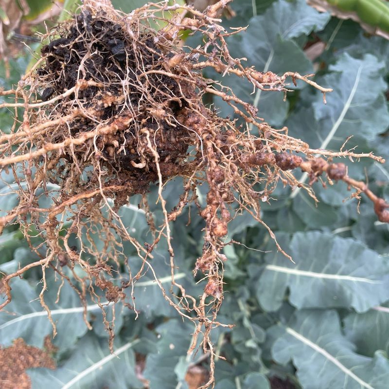Nematode Infestation