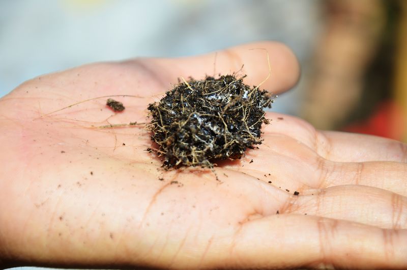 Reusing Potting Mix Without Treatment