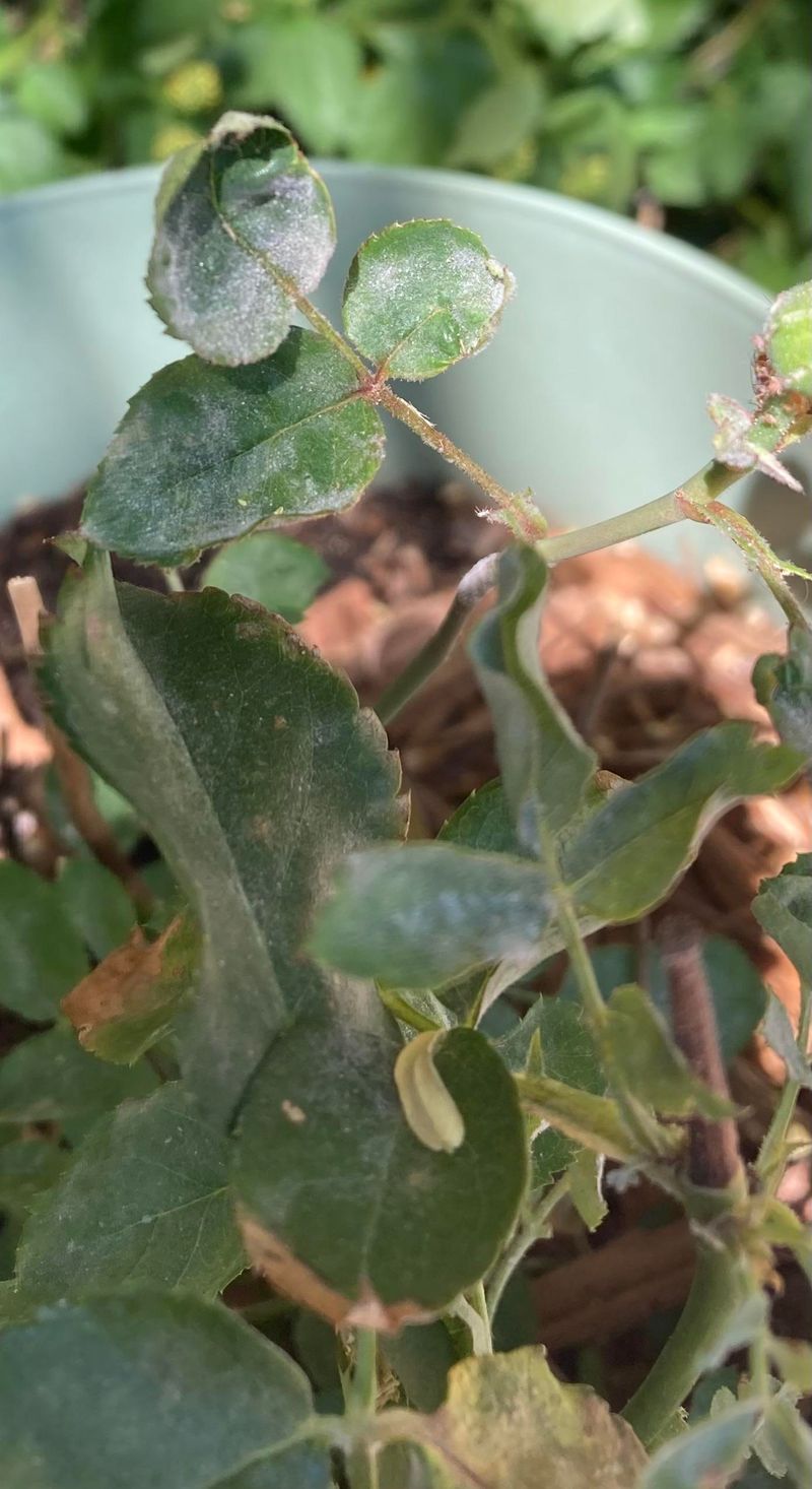 Morning Dew Evaporation Problems