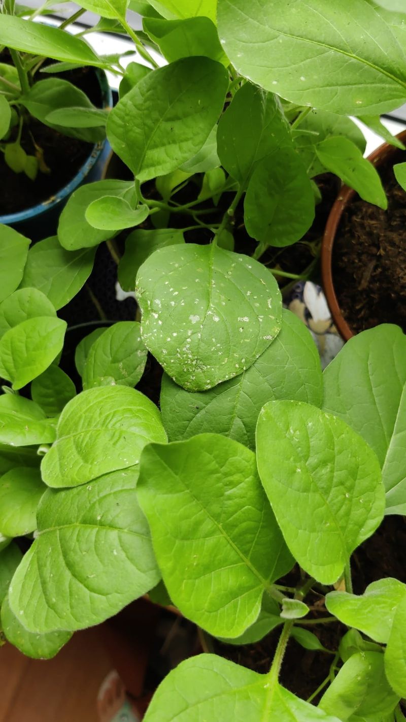 Thrips Invasion