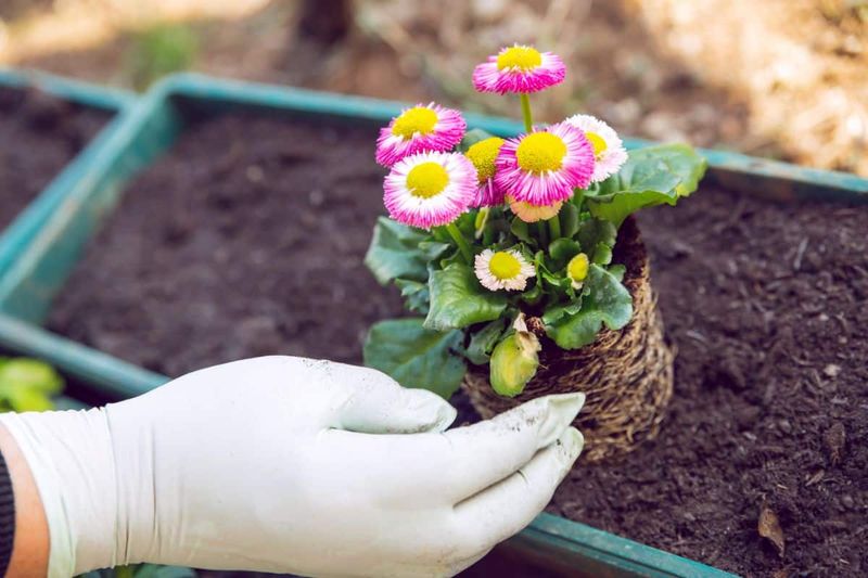 Bulb Planting Depth Guide