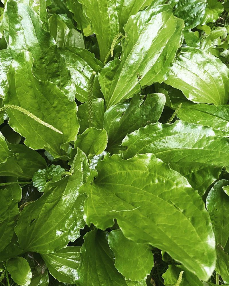 Plantain