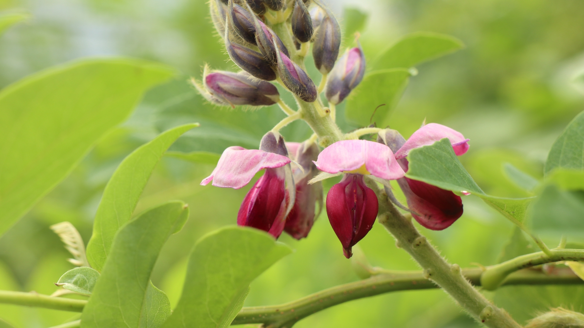 plant
