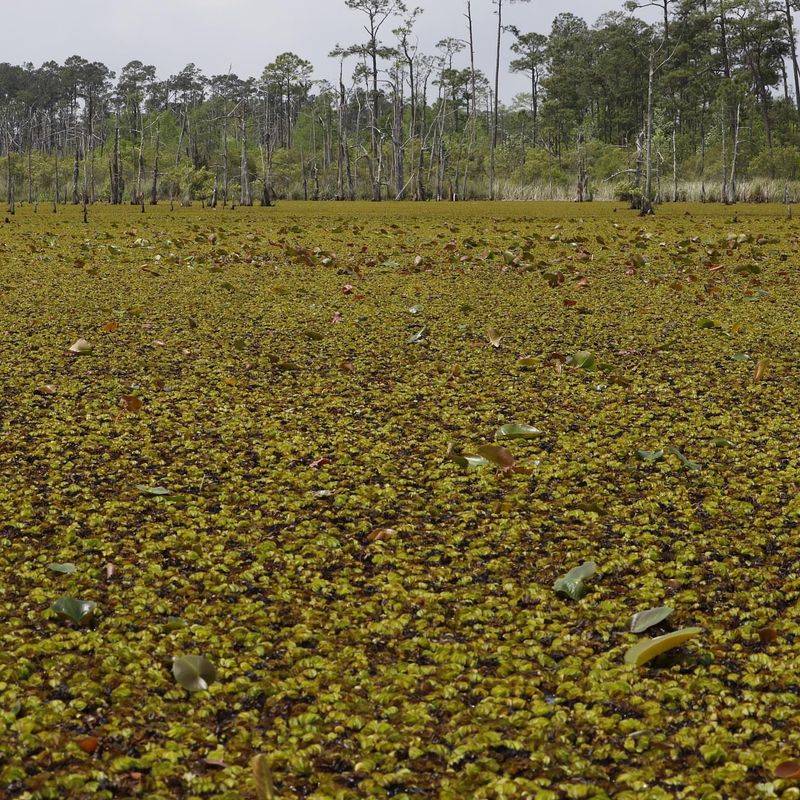 Giant Salvinia
