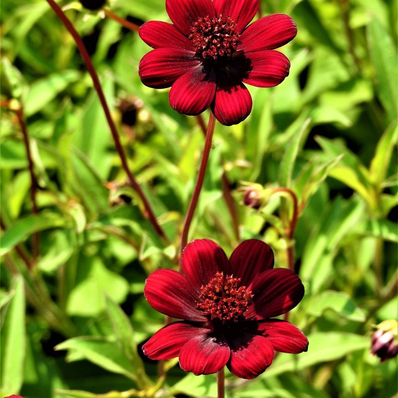 Chocolate Cosmos