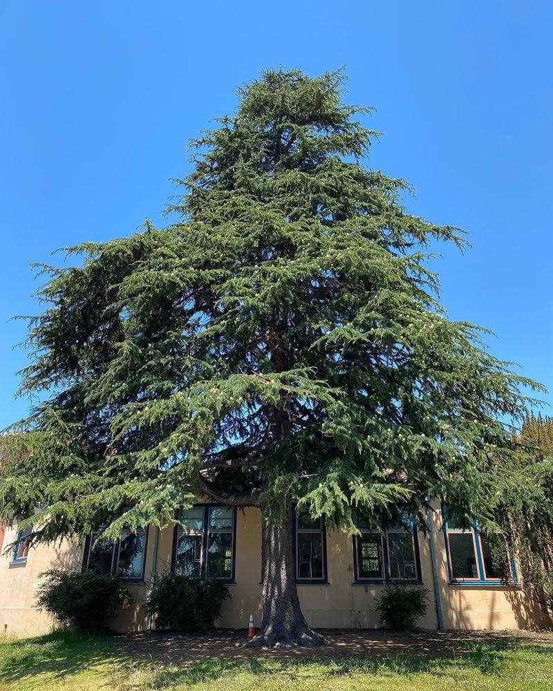 Deodar Cedar: Himalayan Heartbreak