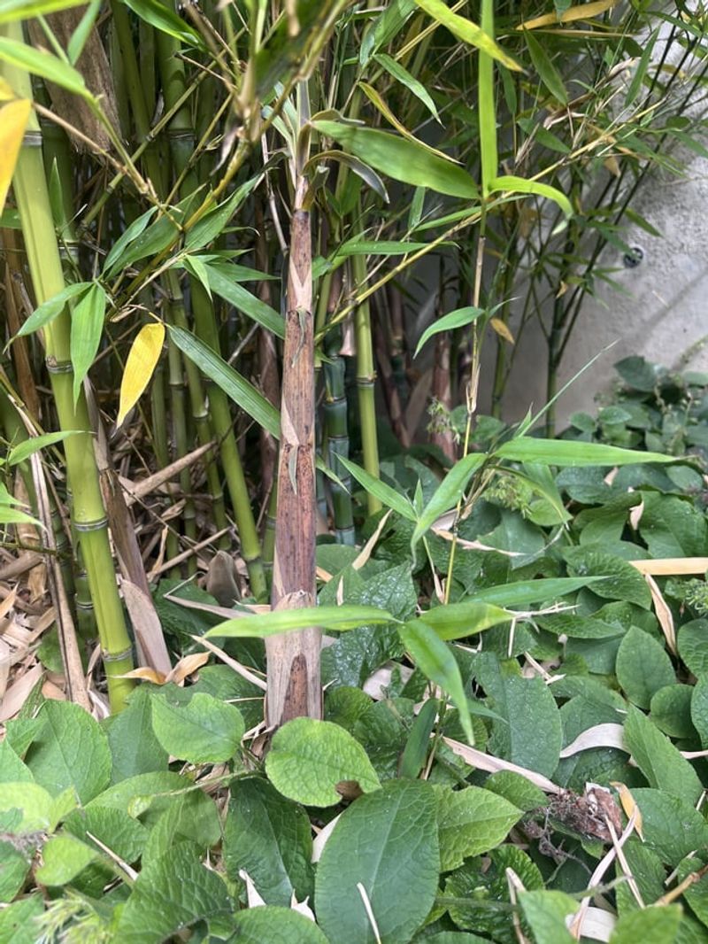 Bamboo