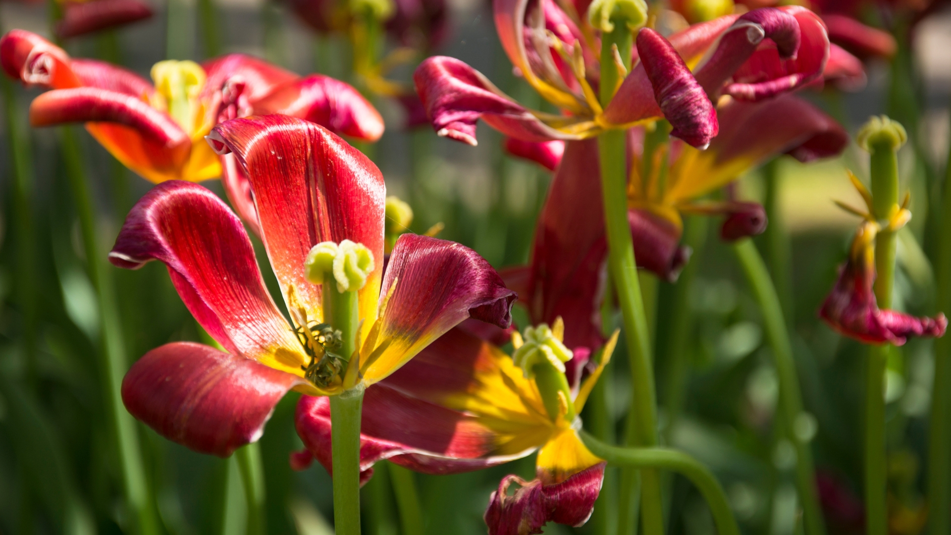 daylilies