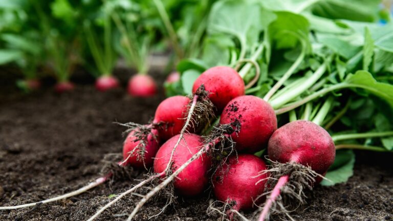 Radishes
