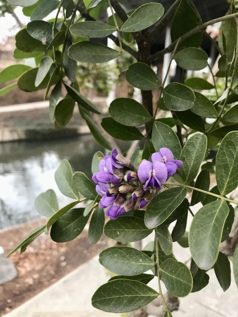 Texas Mountain Laurel