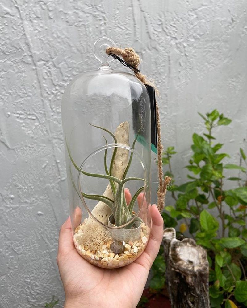 Air Plants