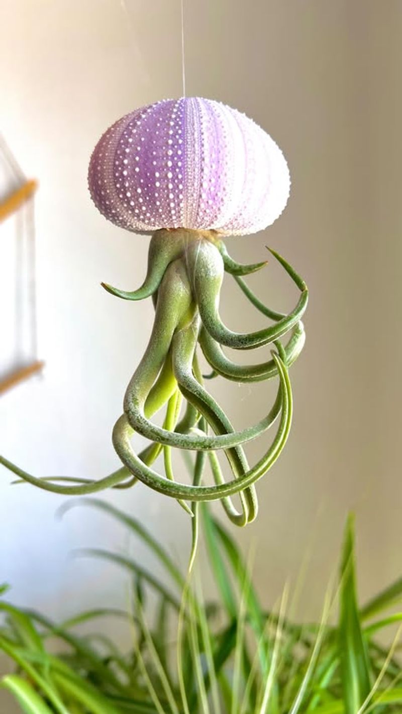 Air Plants