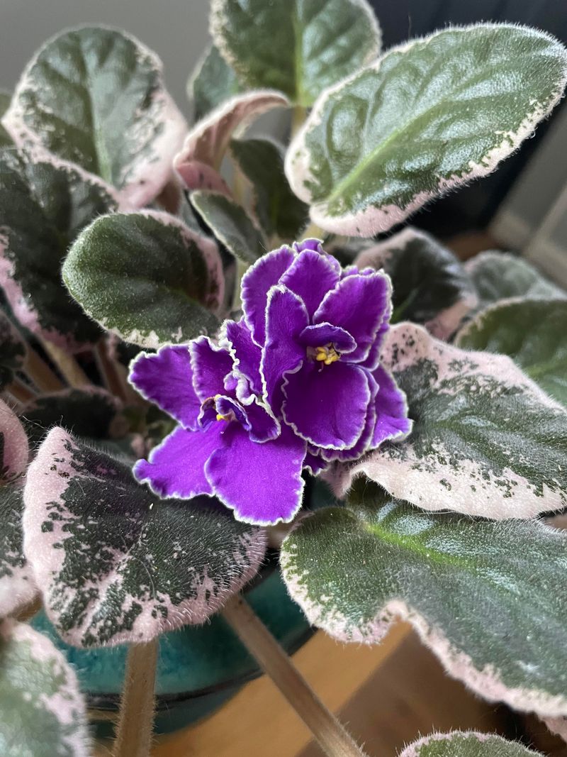 African Violet