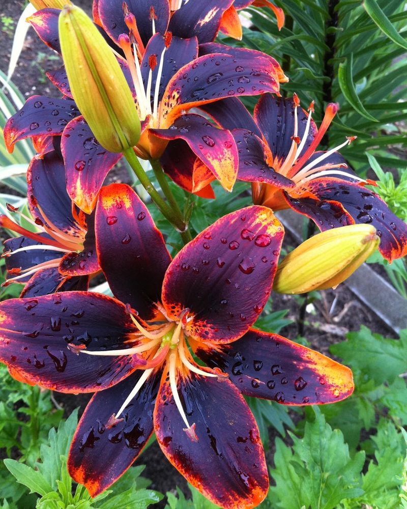 Lily Varieties