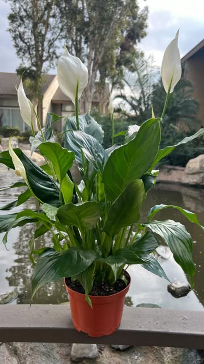 Peace Lily