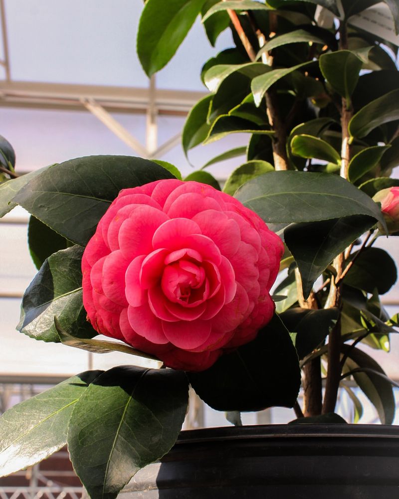 Middlemist Red (Camellia japonica)