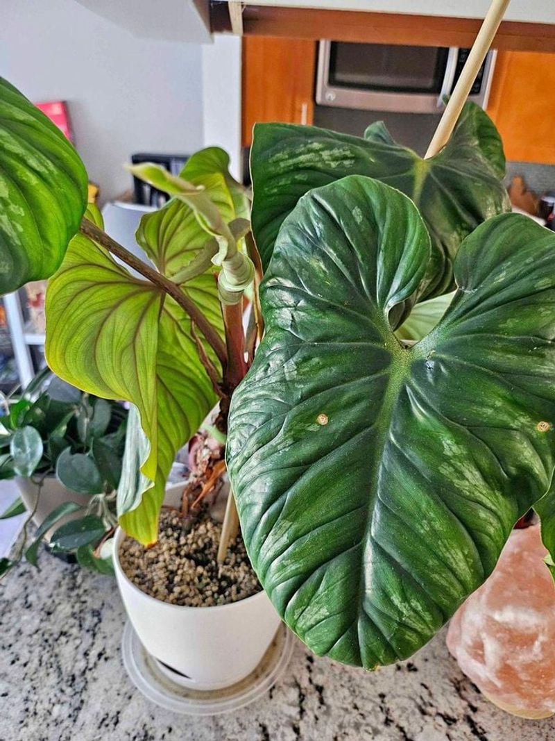 Philodendron