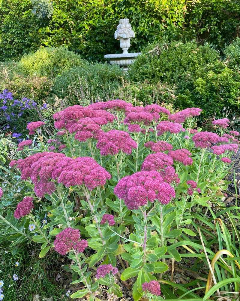 Sedum 'Autumn Joy'