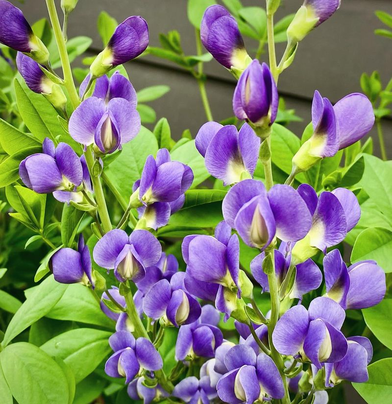 Baptisia: The Structural Standout