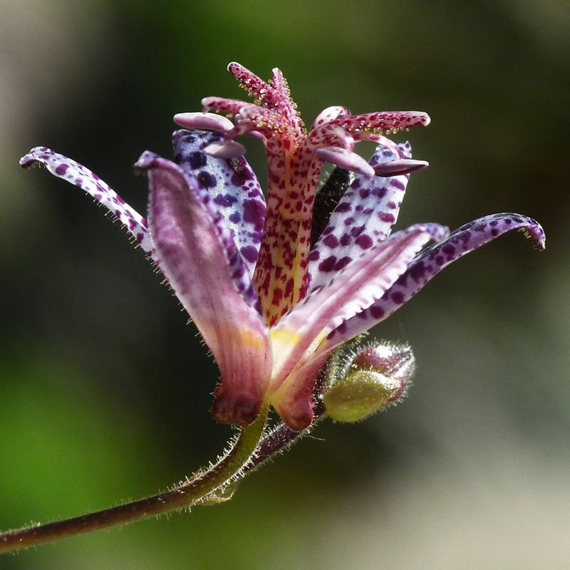 Toad Lily