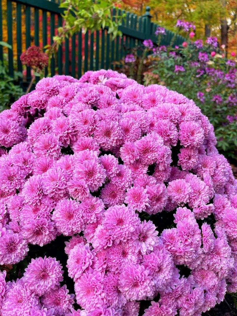 Chrysanthemums