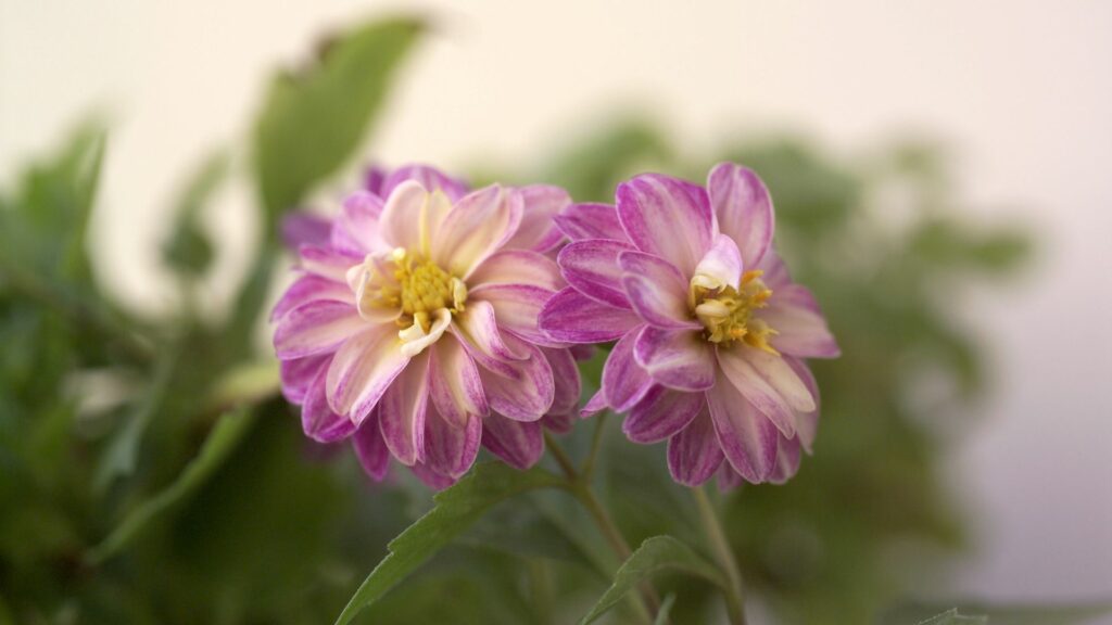 Japanese Anemones