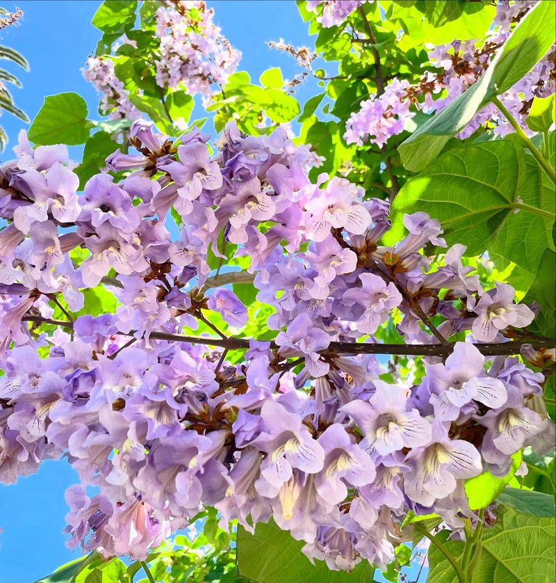 Princess Tree