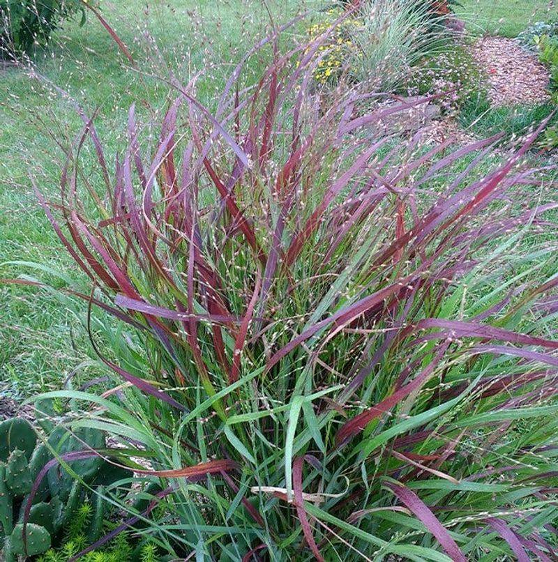 Tall Grasses