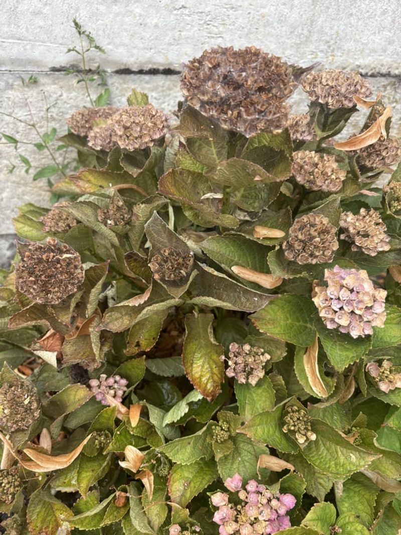 Spider Mite Infestation
