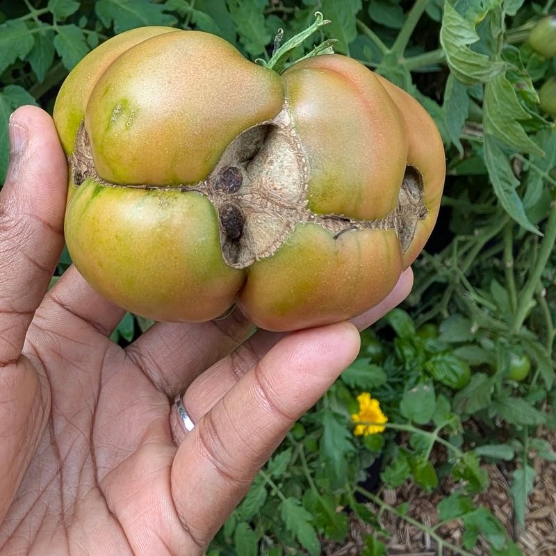 Cracked Tomatoes and Splitting Fruits