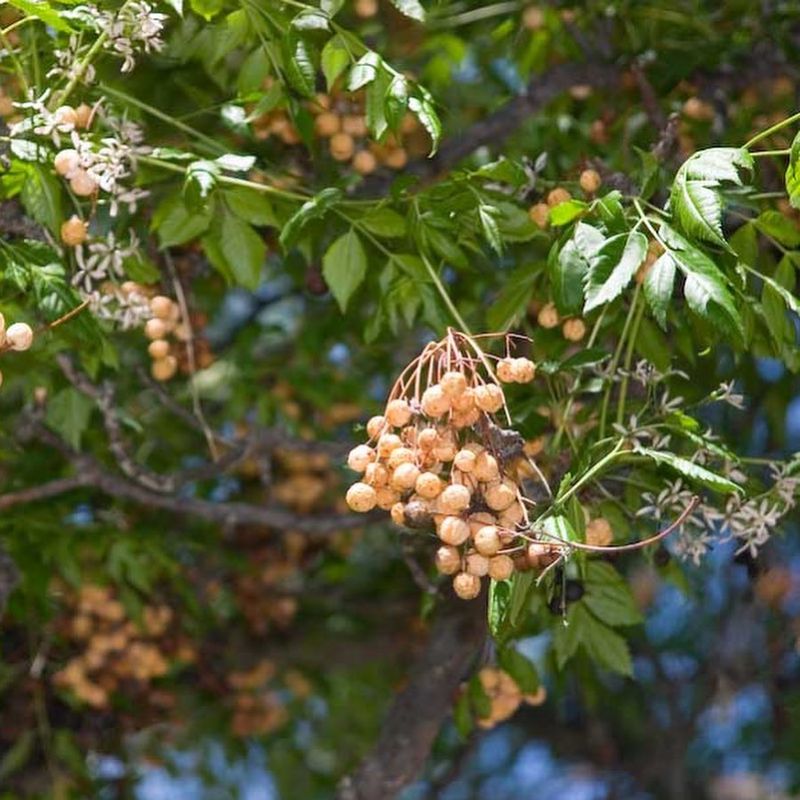 Chinaberry Tree